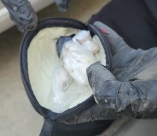  ضبط سموم واعتقال مشتبه من مدينة اللد